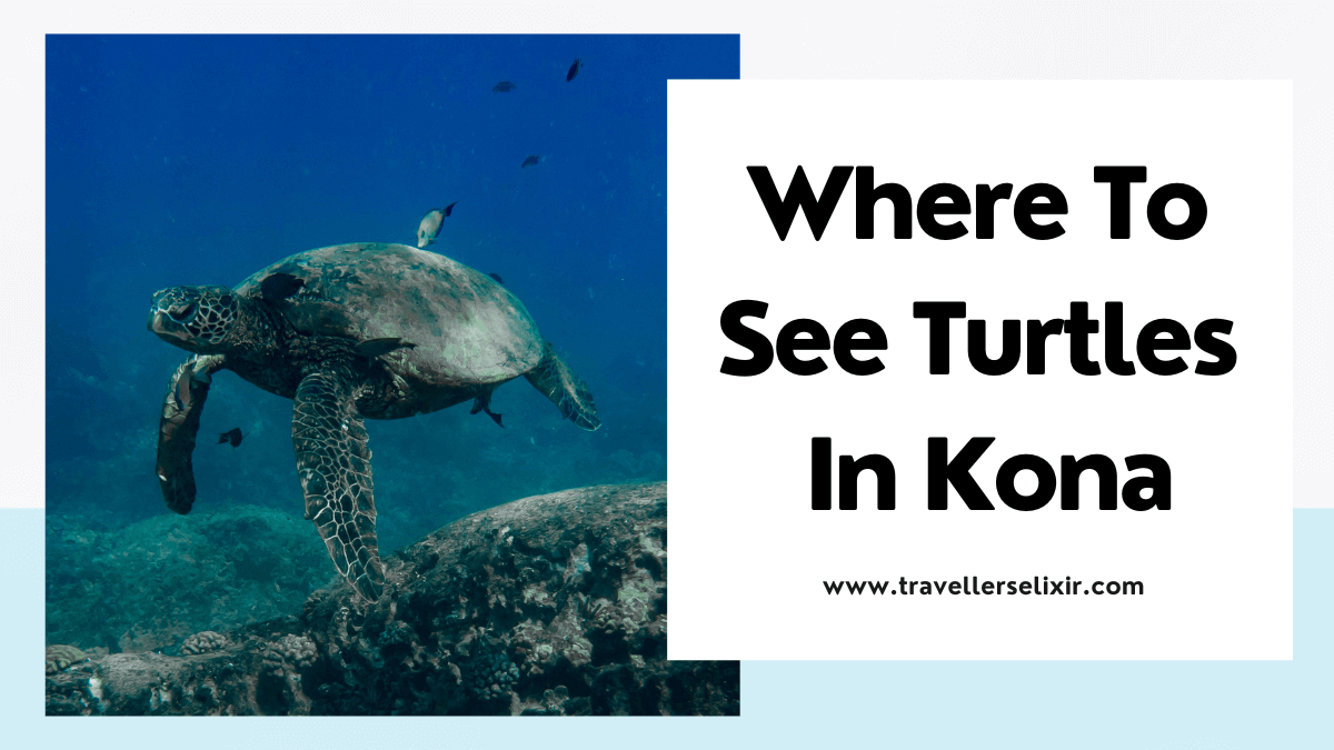 Where to see turtles in Kona, Big Island - featured image
