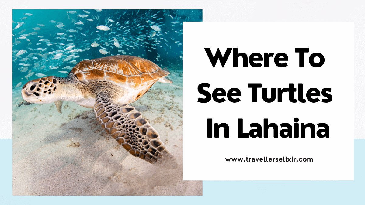 Where to see turtles in Lahaina - featured image