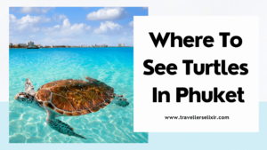Where to see turtles in Phuket - featured image