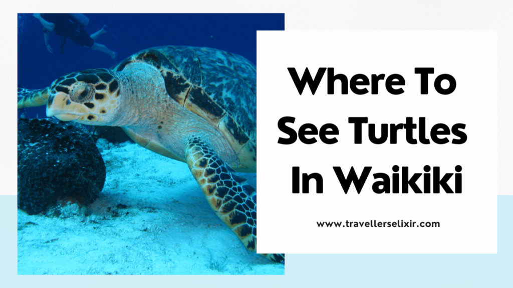 Where to see turtles in Waikiki - featured image