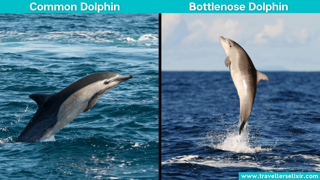 Image showing the difference between common & bottlenose dolphins.