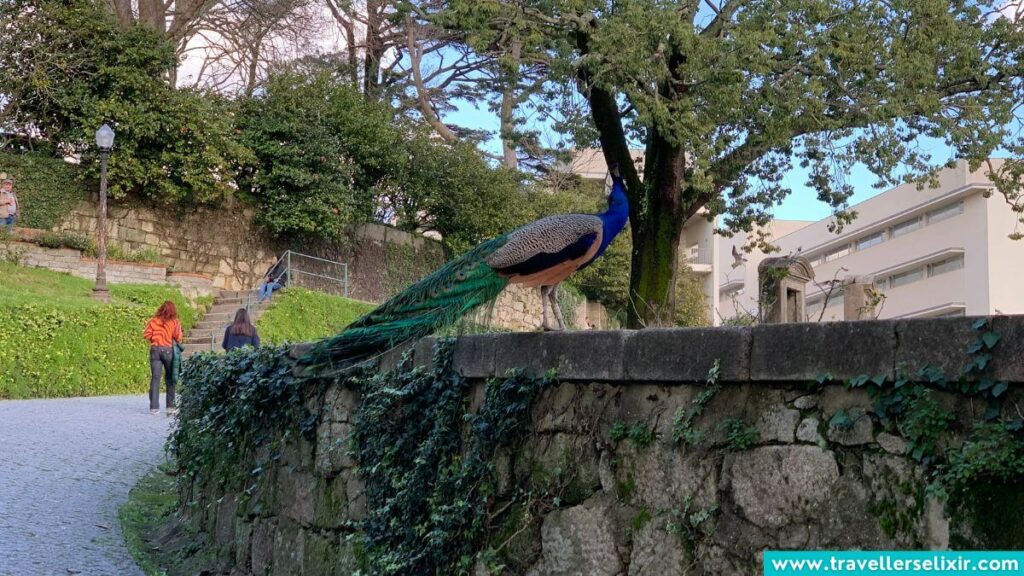 A peacock I saw wandering around Jardins do Palácio de Cristal.