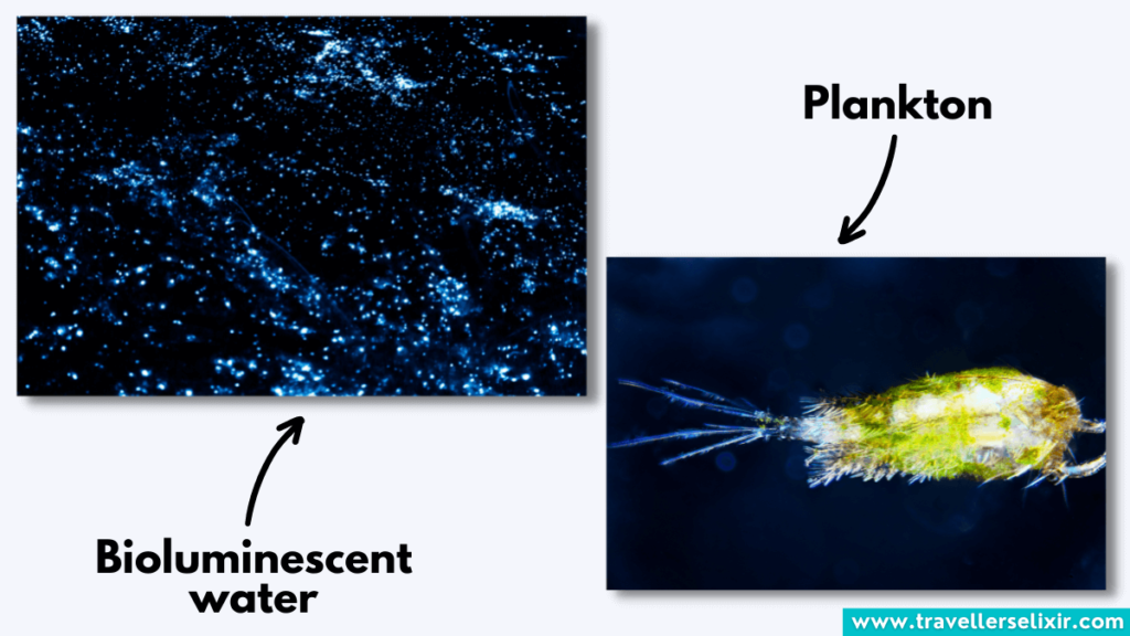 Image showing bioluminescent water and the plankton that cause it.