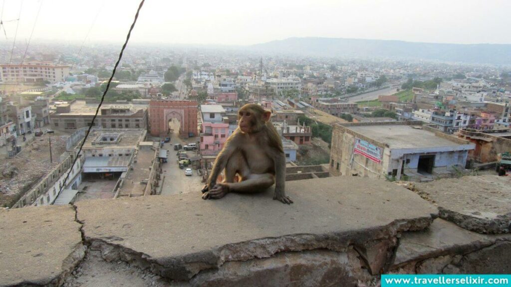 One of the monkeys at the monkey temple in Jaipur.