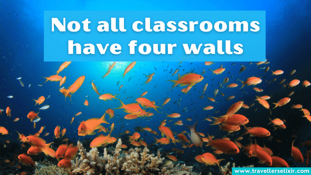 Cute snorkeling Instagram caption - Not all classrooms have four walls.