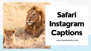 Safari Instagram captions - featured image