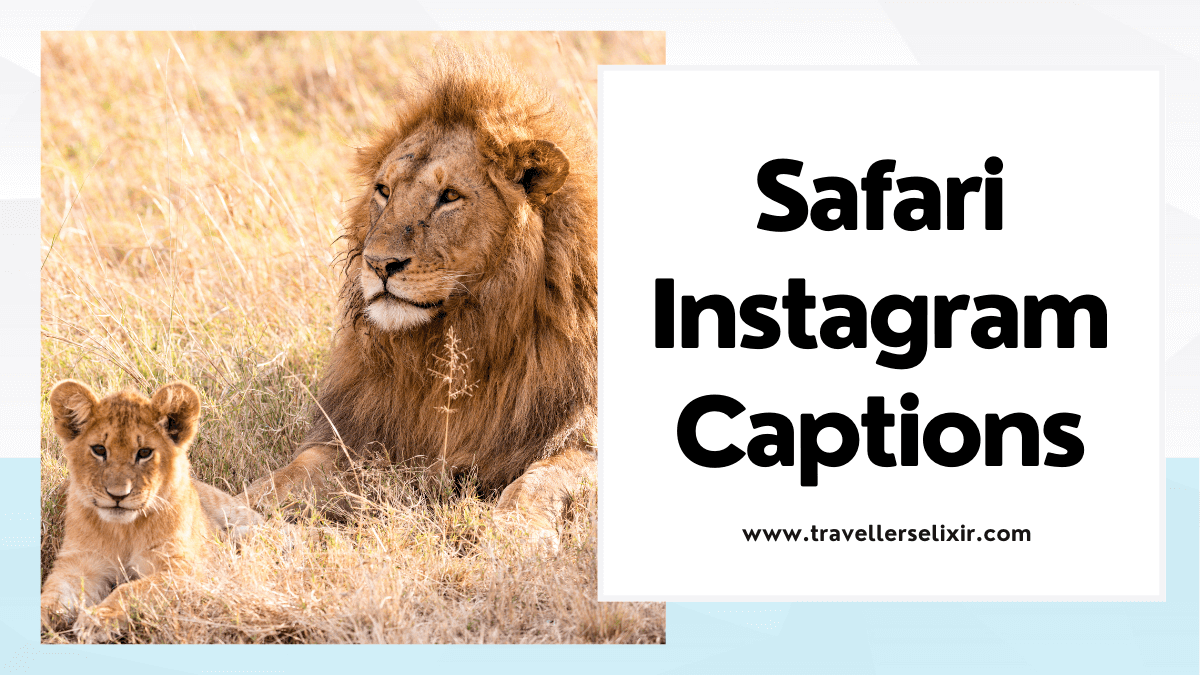 Safari Instagram captions - featured image