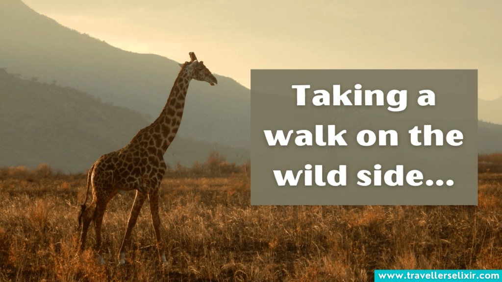 Safari Instagram caption - Taking a walk on the wild side.