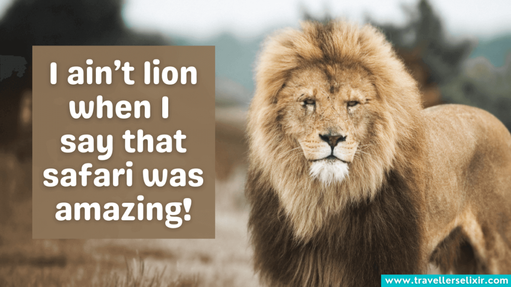Safari pun - I ain't lion when I say that safari was amazing.