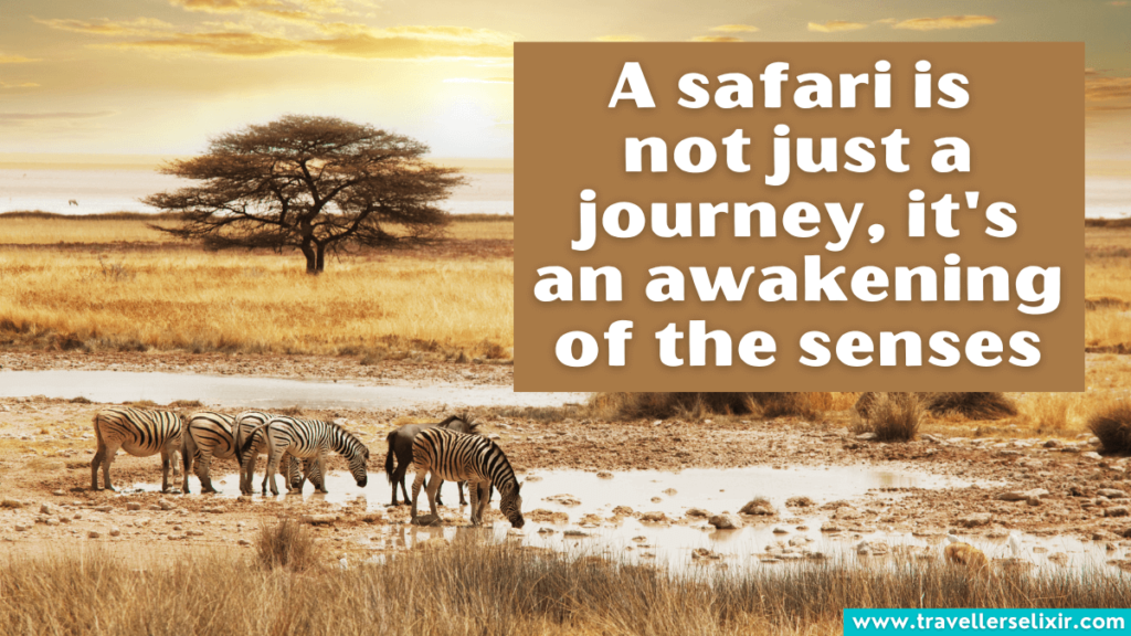 Safari quote - A safari is not just a journey, it's an awakening of the senses.