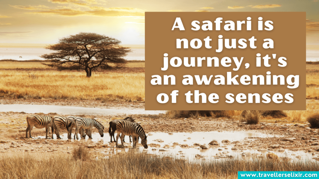 safari quotes for instagram