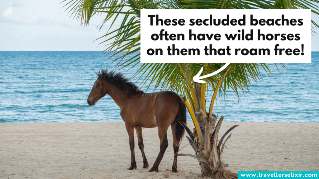 Secluded beach in Vieques with a wild horse on the beach.