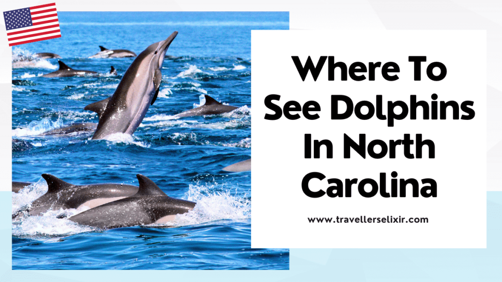 Where to see dolphins in North Carolina - featured image