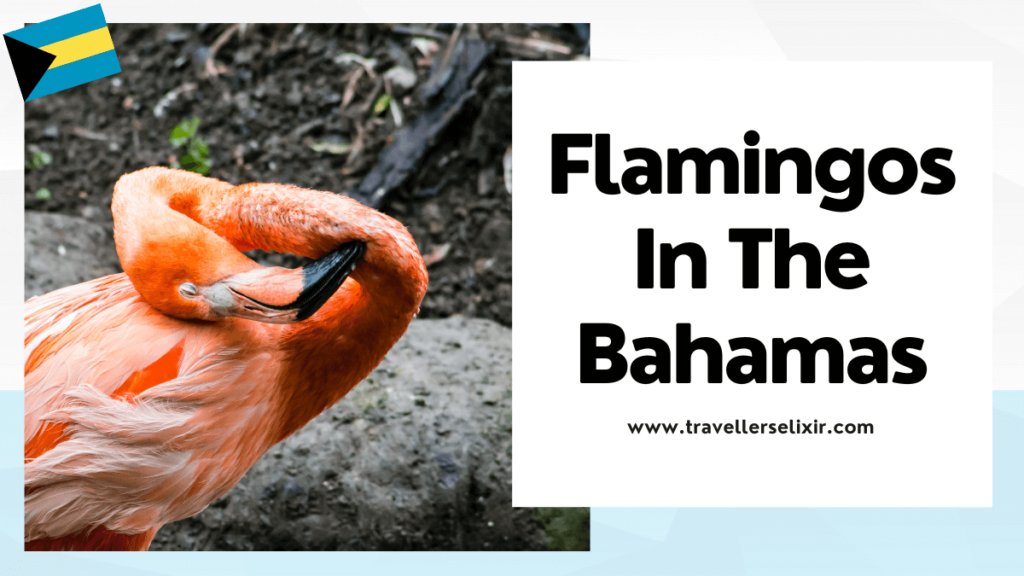 Where to see flamingos in the Bahamas - featured image