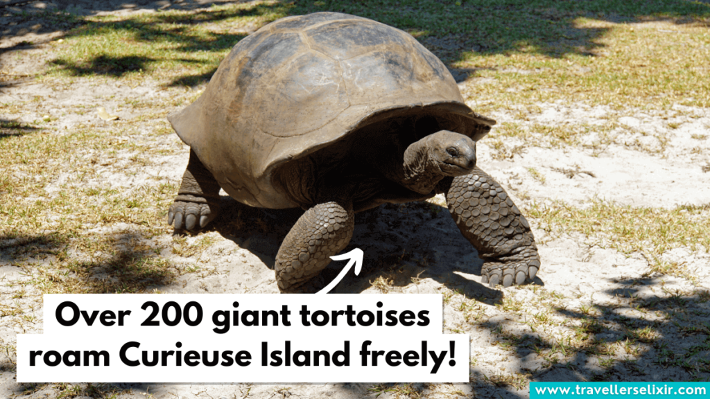 Giant tortoise on Curieuse Island in the Seychelles.