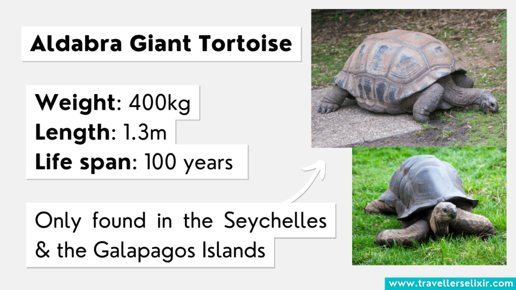 Key facts about Aldabra Giant Tortoises.