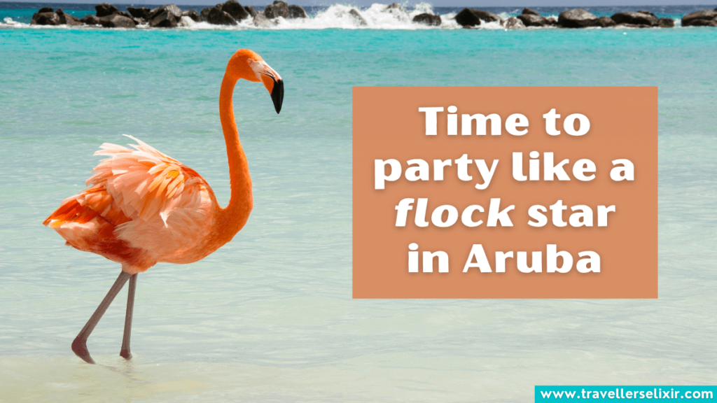 Funny Aruba pun - Time to party like a flock star in Aruba.