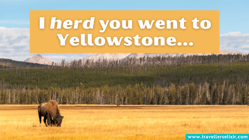 Funny Yellowstone pun - I herd you went to Yellowstone.