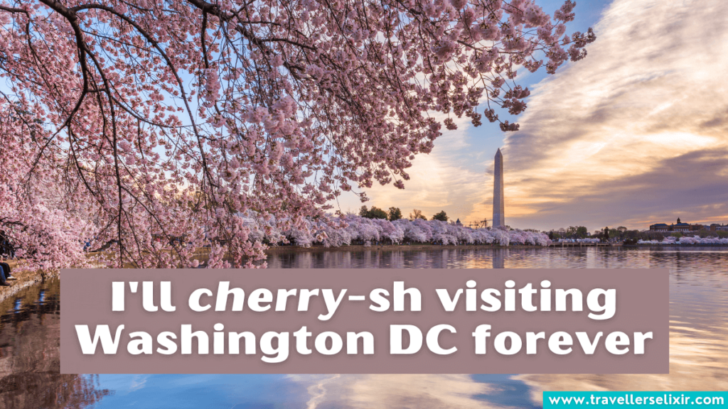 Funny Washington DC pun - I'll cherry-sh visiting Washington DC forever.