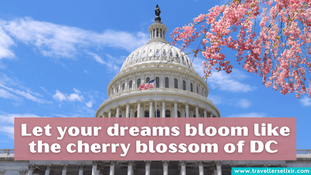 Quote about Washington DC - Let your dreams bloom like the cherry blossom of DC.