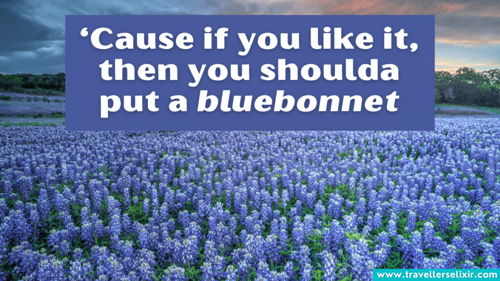 Funny Texas pun - ‘Cause if you like it, then you shoulda put a bluebonnet.