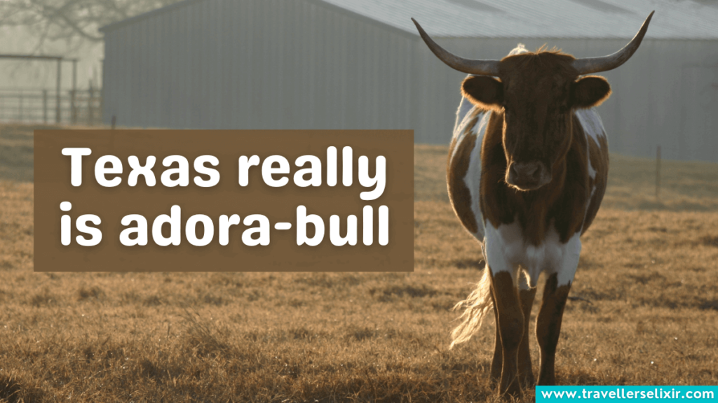 Funny Texas Instagram caption - Texas really is adora-bull.
