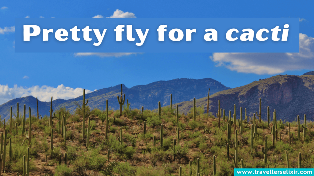 Funny Arizona pun - Pretty fly for a cacti.