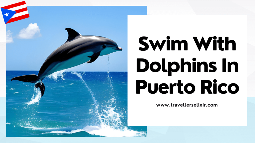 Where to swim with dolphins in Puerto Rico - featured image