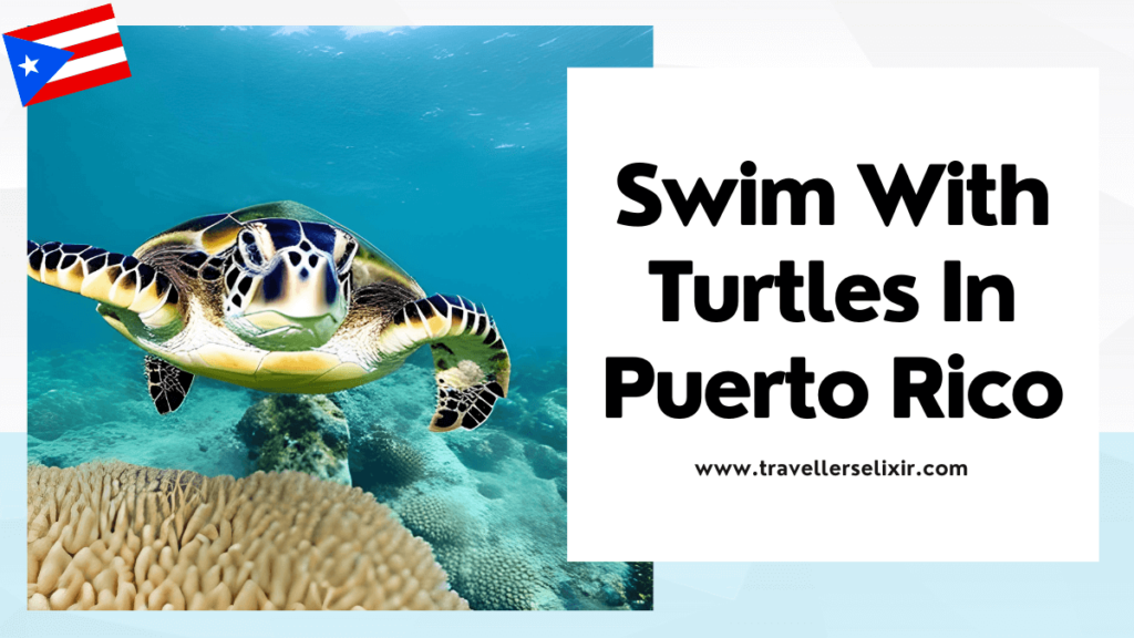 Where to see sea turtles in Puerto Rico - featured image
