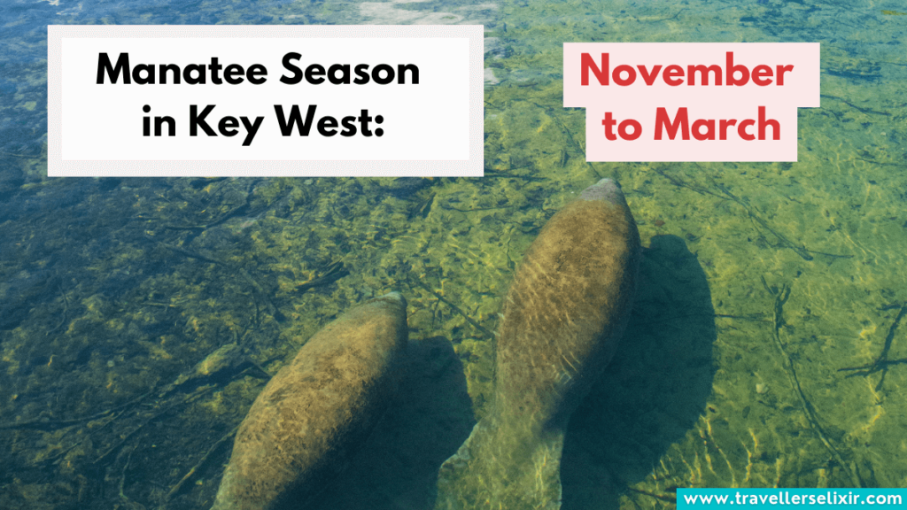Manatees season in Key West