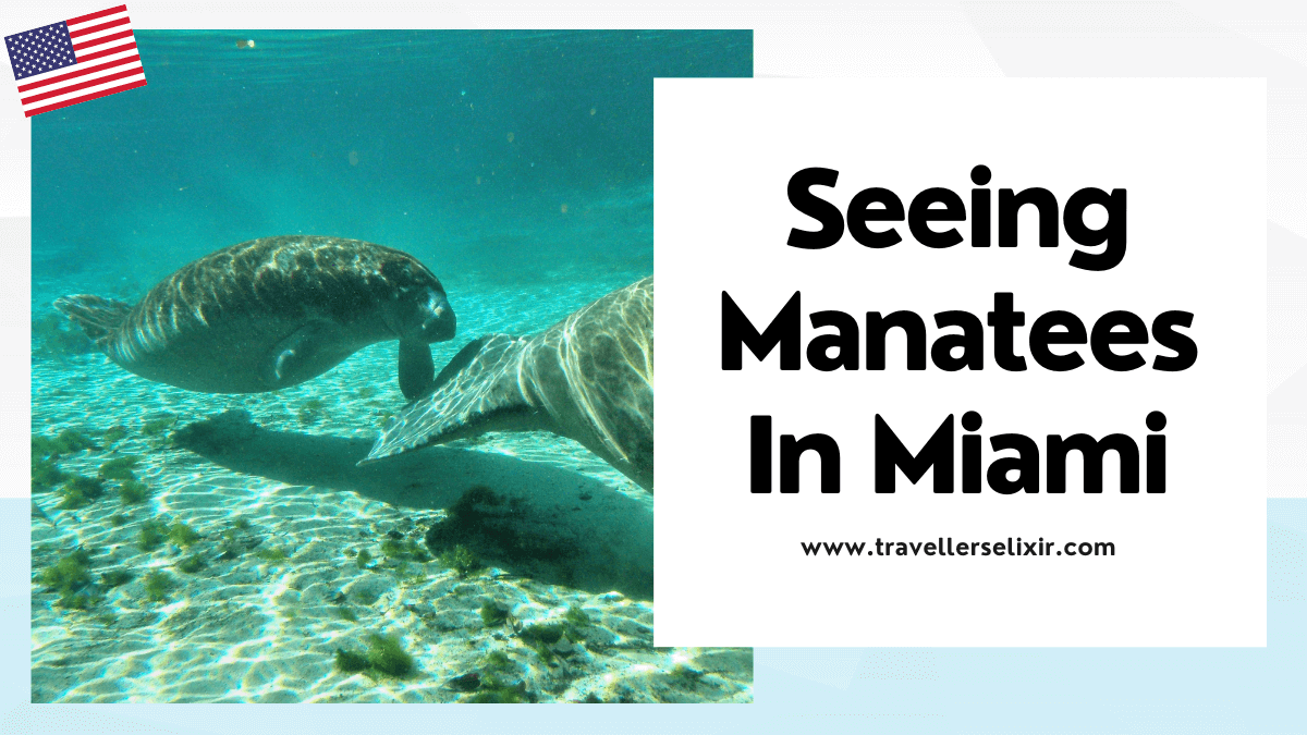 Where to see manatees in Miami - featured image