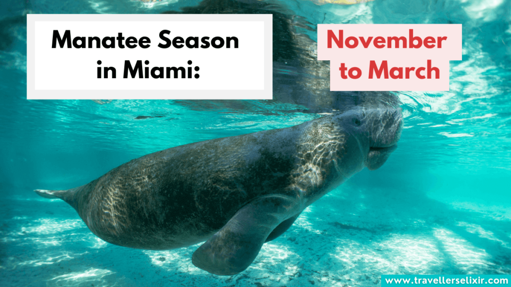 Manatee season in Miami.