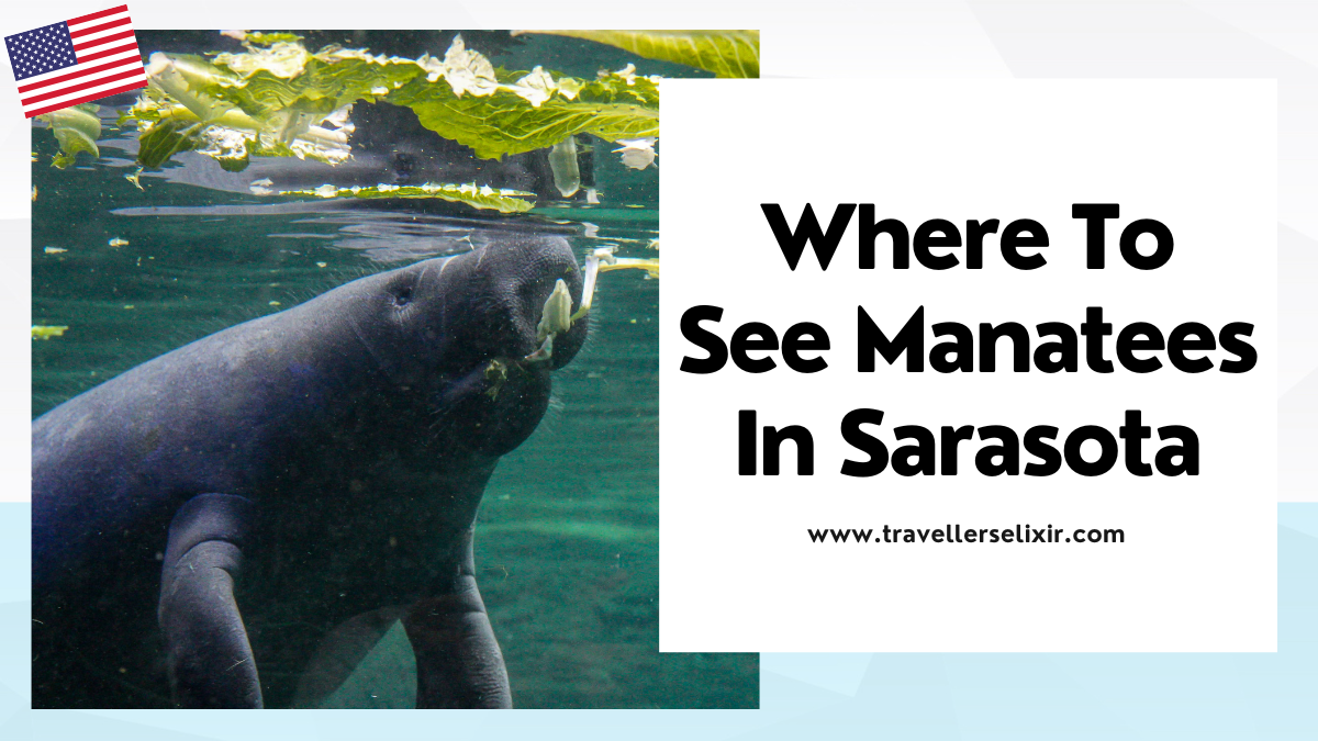 Where to see manatees in Sarasota - featured image
