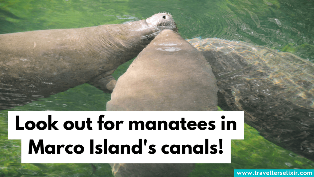 manatees in the canal in Marco Island.