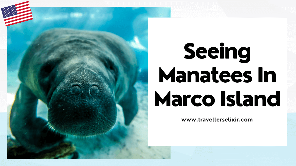 Where to see manatees in Marco Island - featured image
