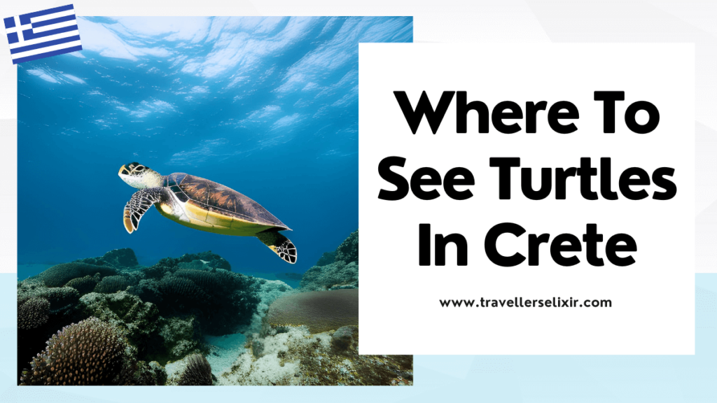 Where to see turtles in Crete - featured image
