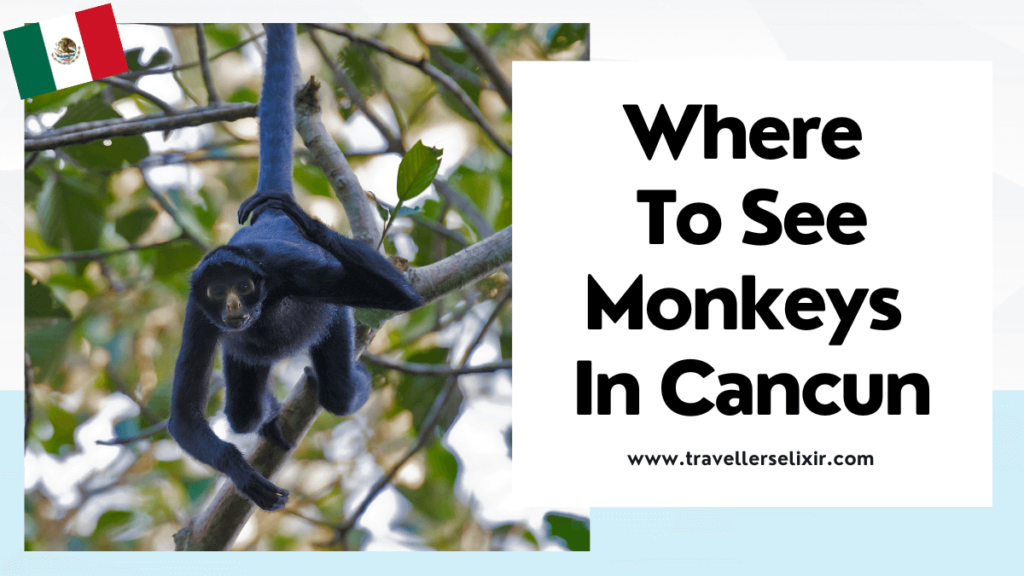 where to see monkeys in Cancun - featured image