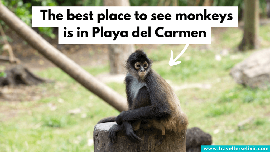 Spider monkey