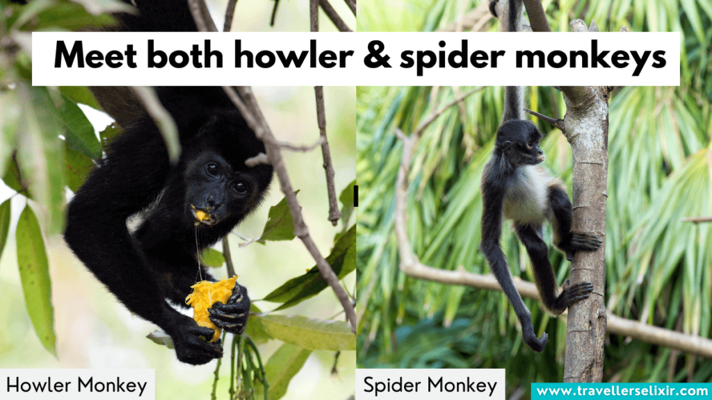 Howler & spider monkey