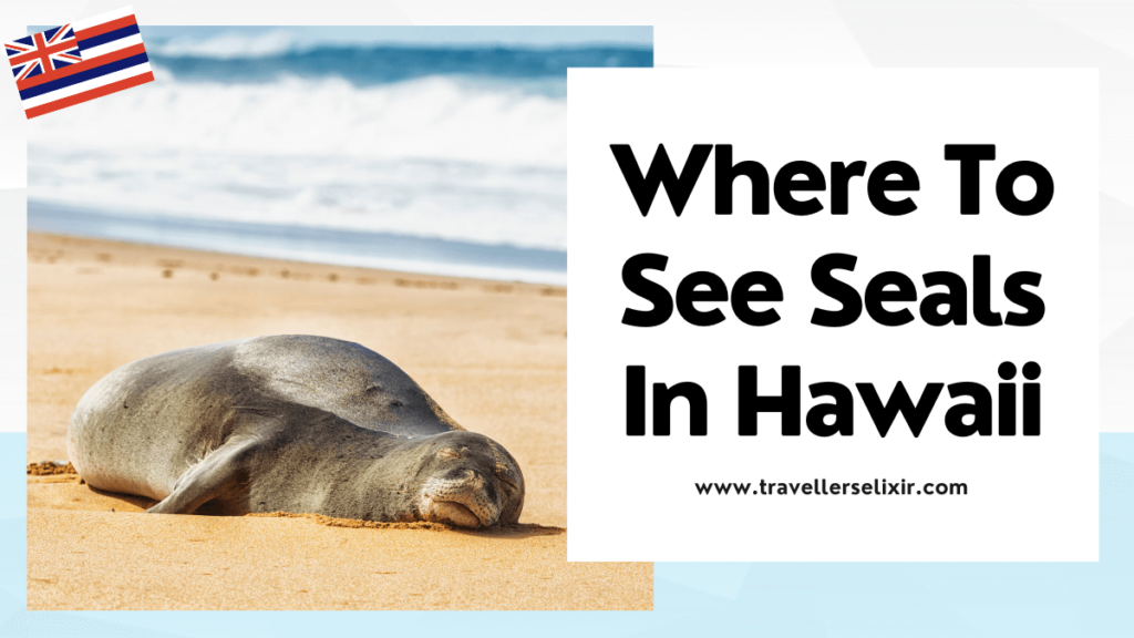 Where to see seals in Hawaii - featured image