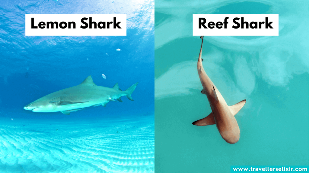 Lemon shark & reef shark