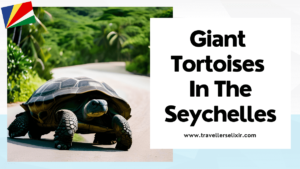 Where to see giant tortoises in the Seychelles - featured image