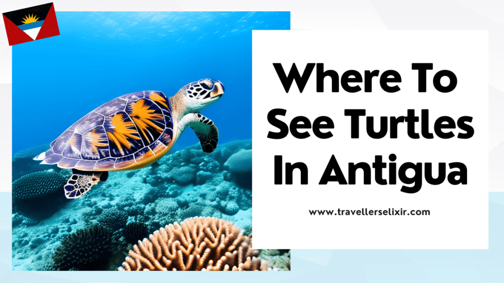Where to see turtles in Antigua - featured image