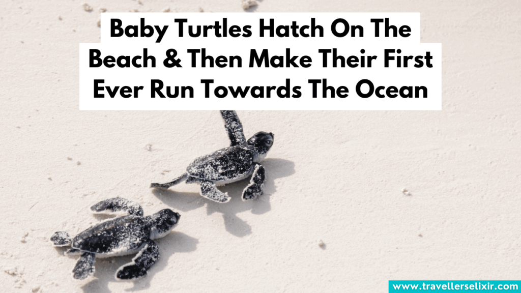 Baby turtles in Antigua