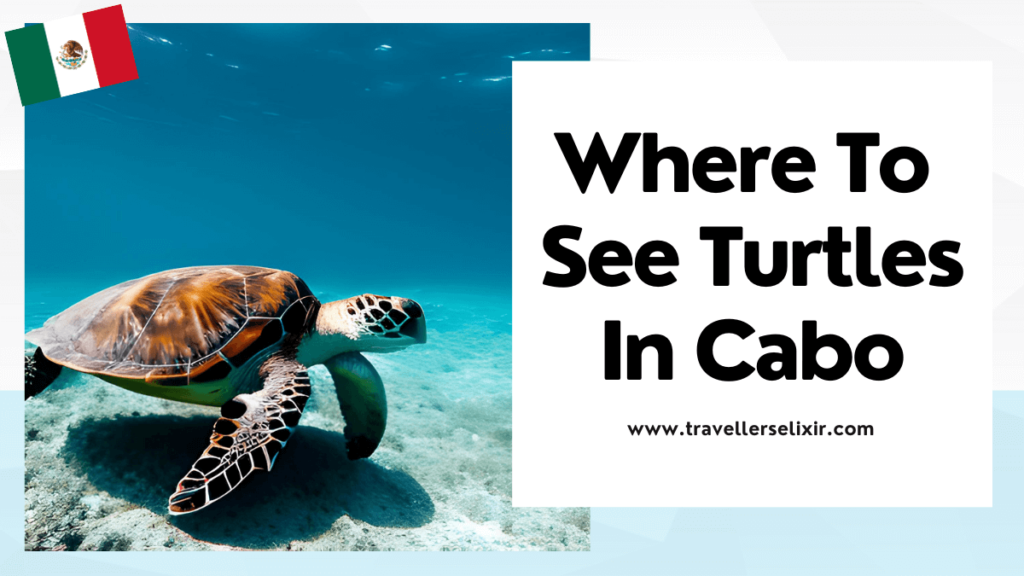 Where to see turtles in Cabo San Lucas - featured image
