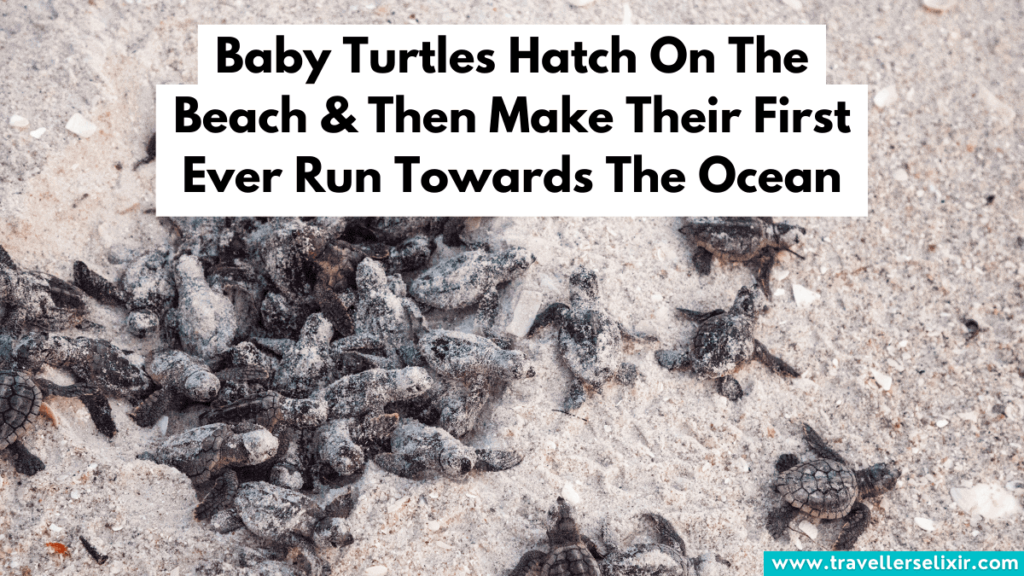 Baby turtles hatching Cabo San Lucas