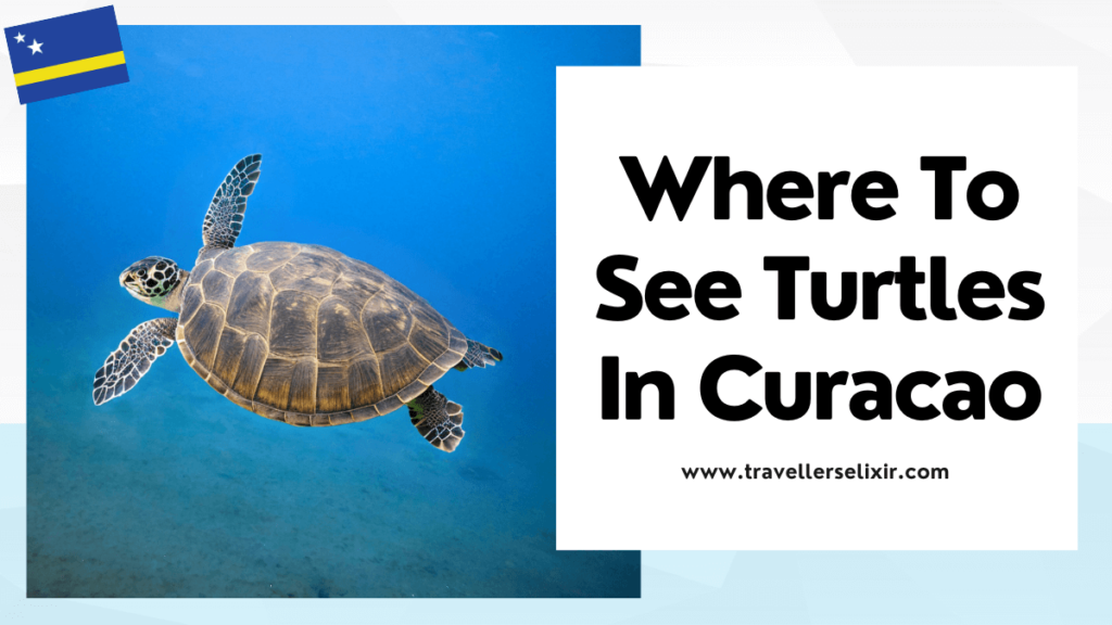 Where to see turtles in Curacao- featured image