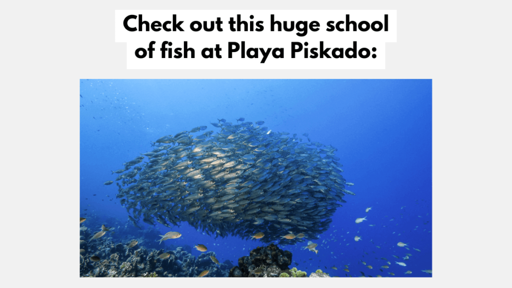 Huge school of fish at Playa Piskado.