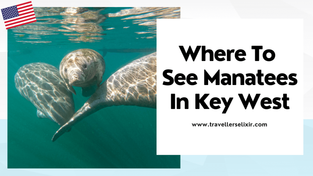 Where to see manatees in Key West - featured image