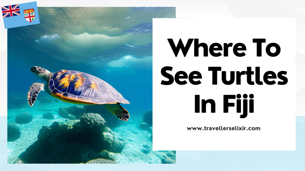 Where to see turtles in Fiji - featured image